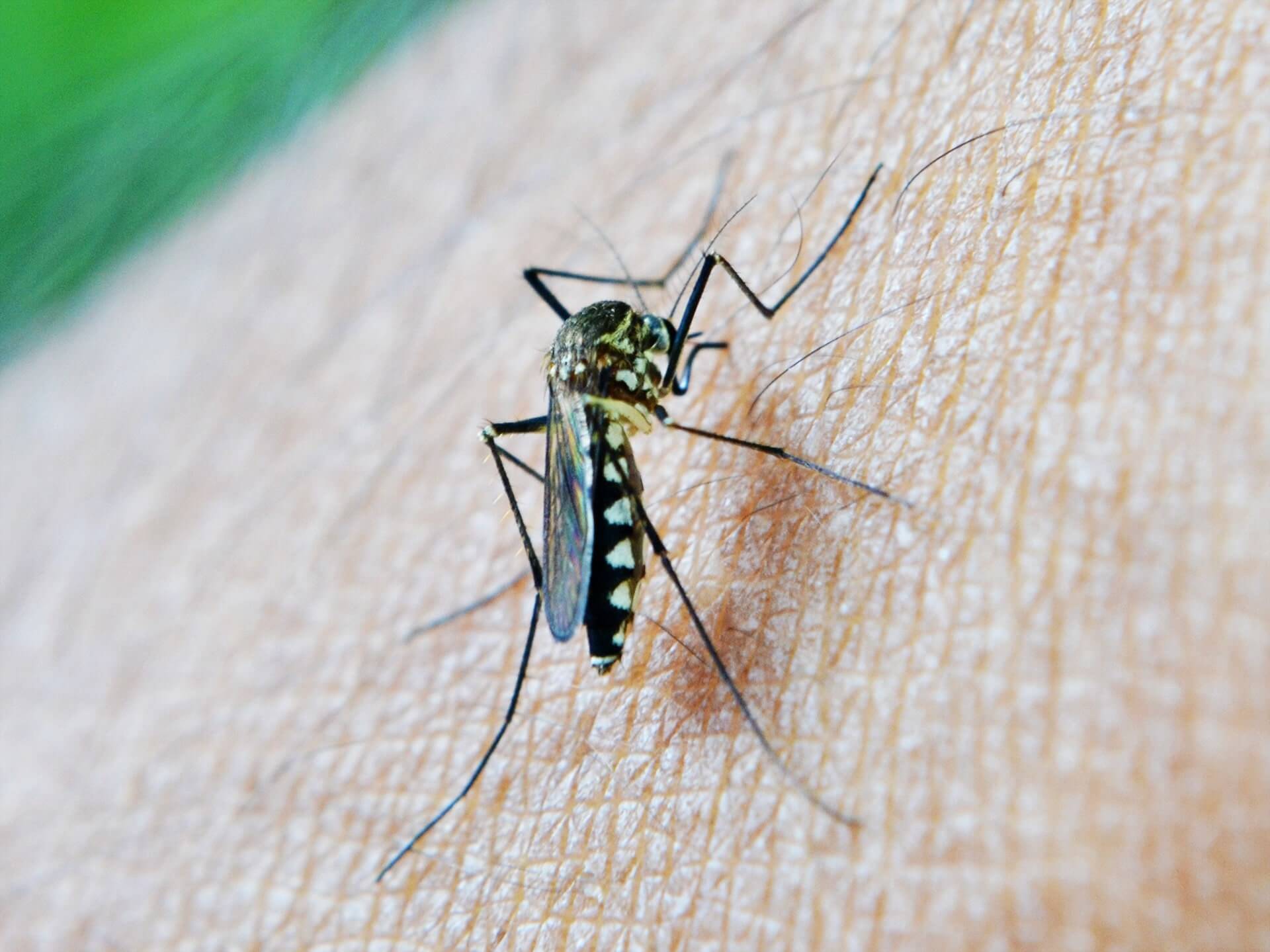 Interesting Facts about mosquito bites