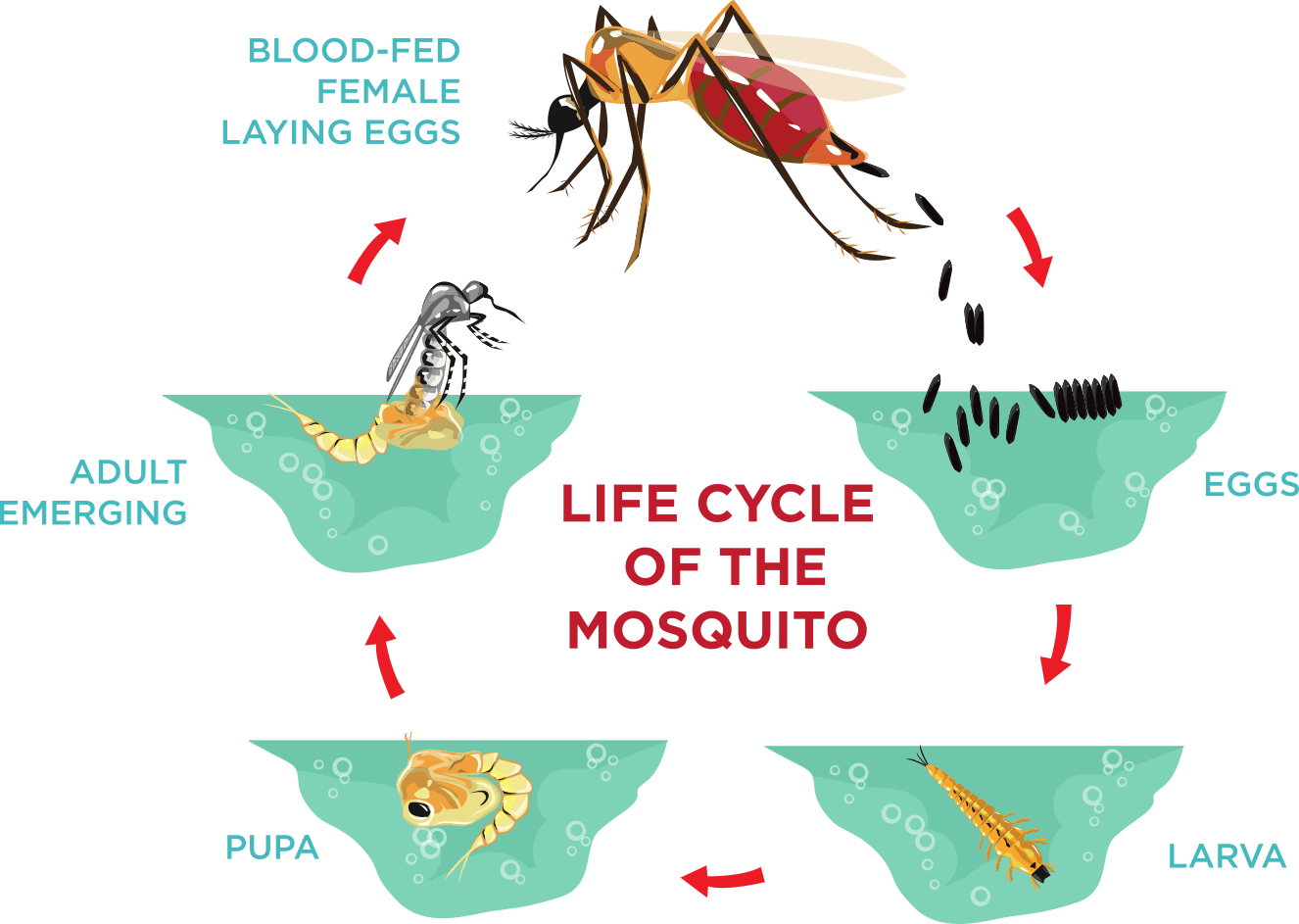 lifespan of mosquitos