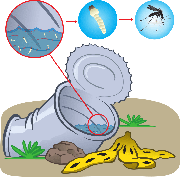 mosquito larvae infographic